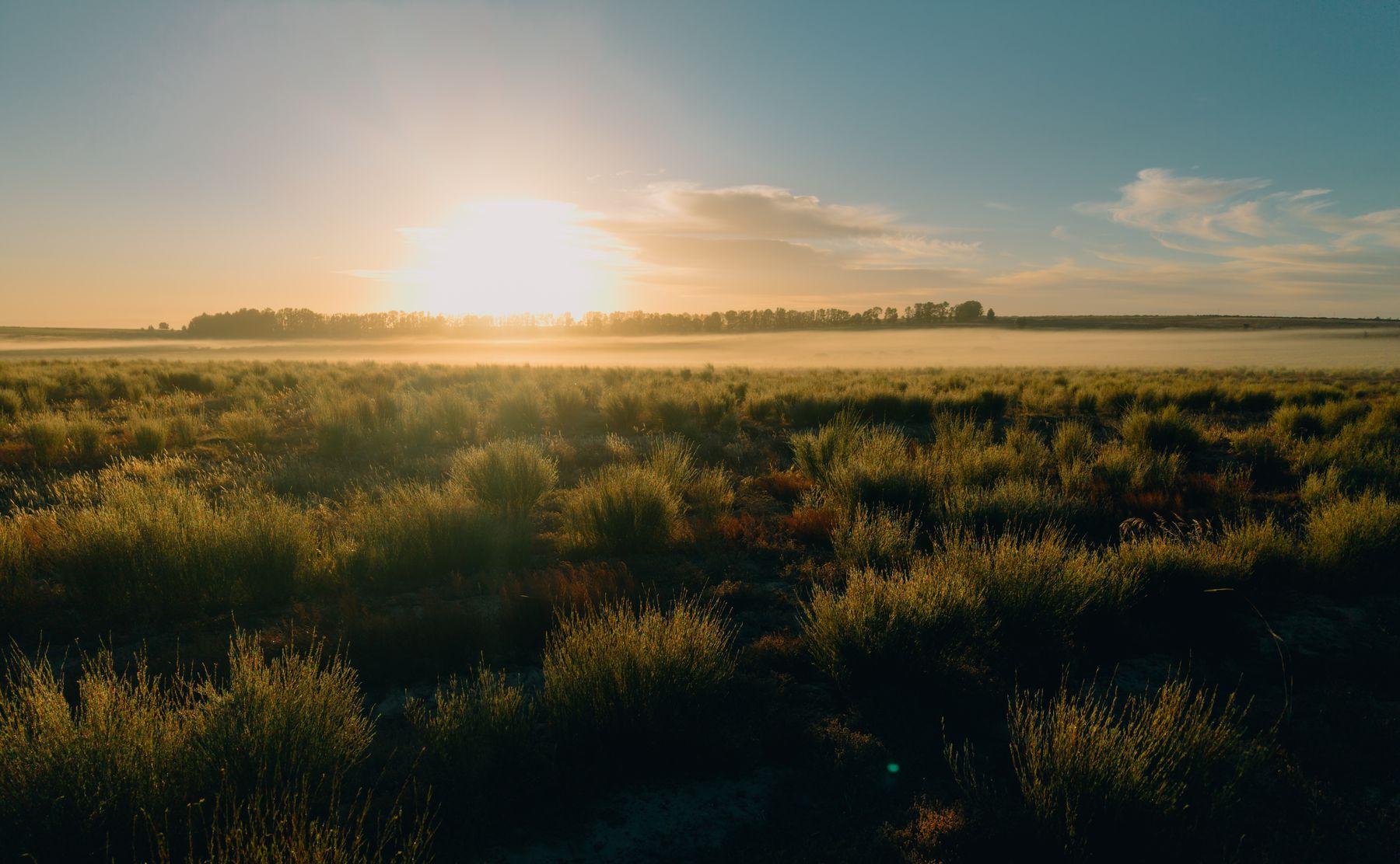 Lae son oor rooibos op Cloudskraal